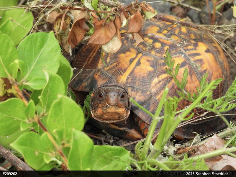 Eastern Box Turtle