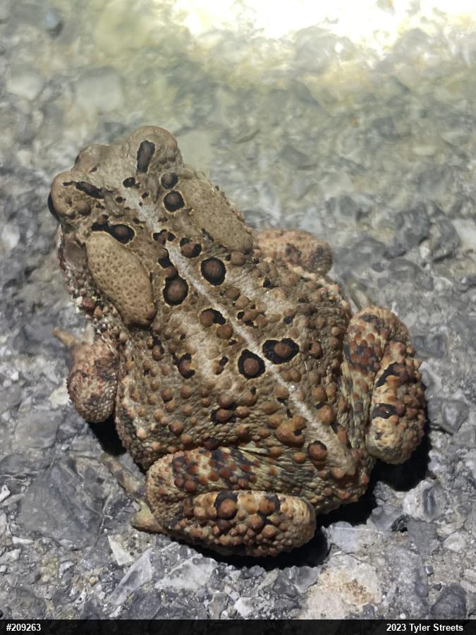 Eastern American Toad