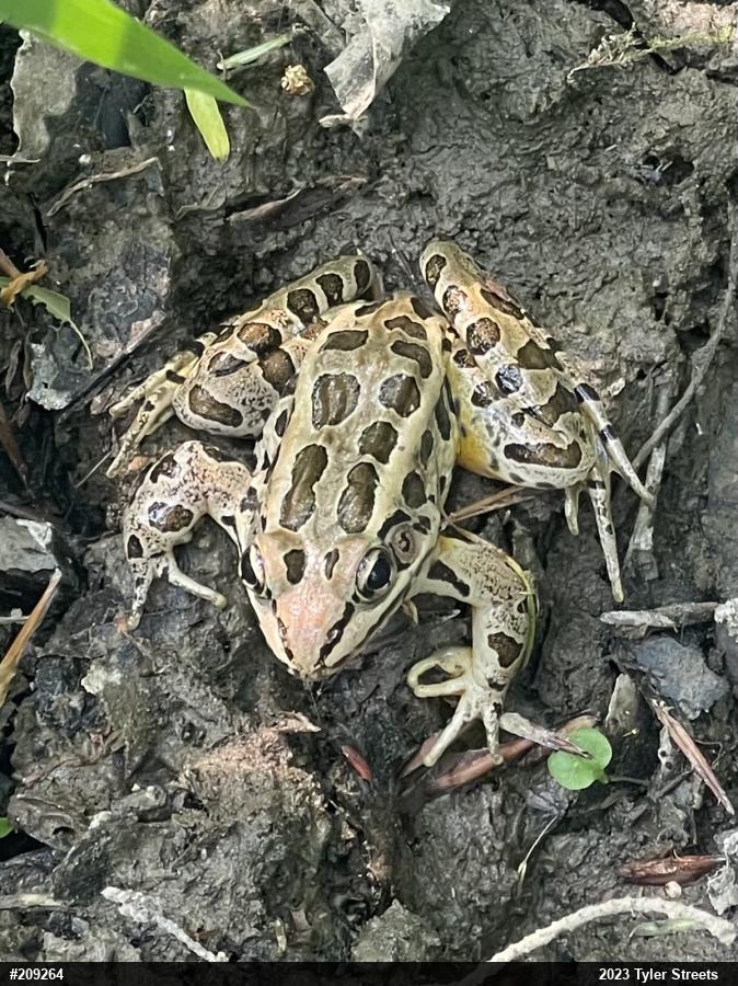 Pickerel Frog