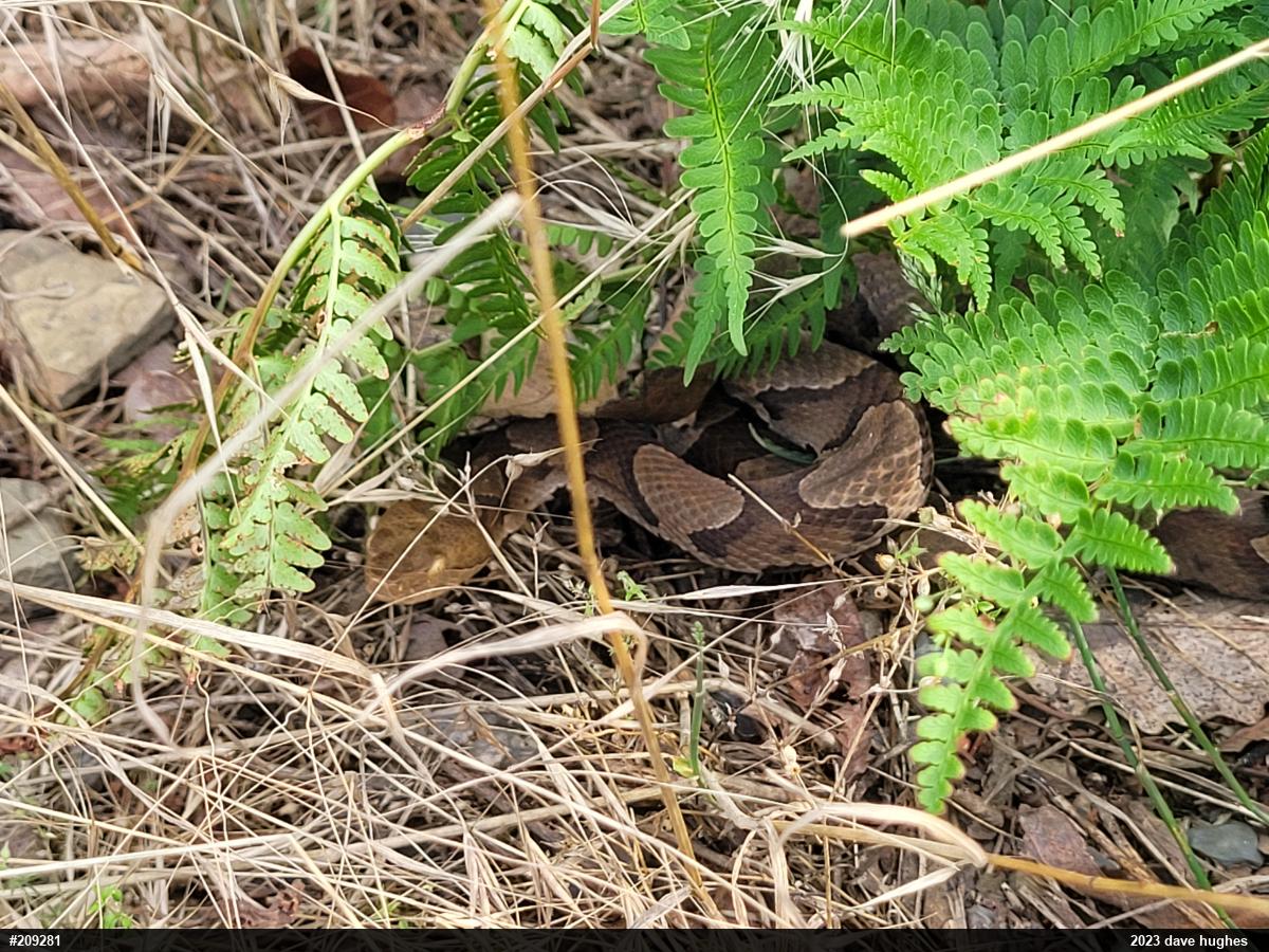 Northern Copperhead