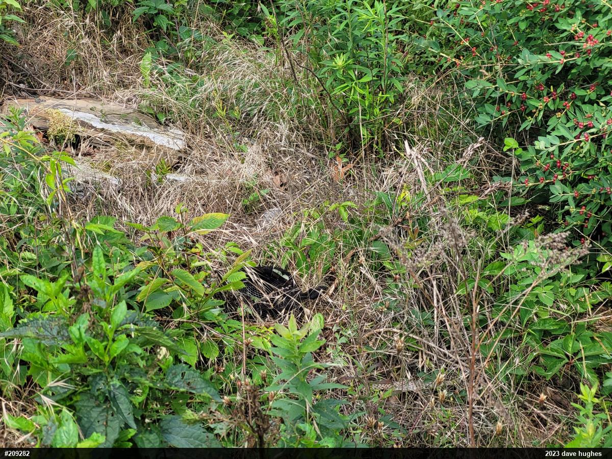 Timber Rattlesnake