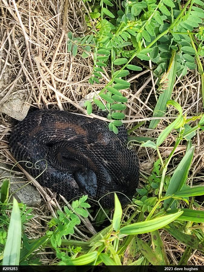Timber Rattlesnake