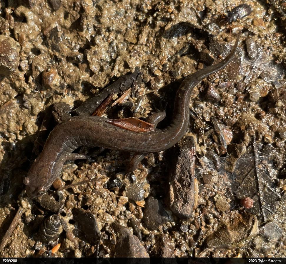 Northern Dusky Salamander