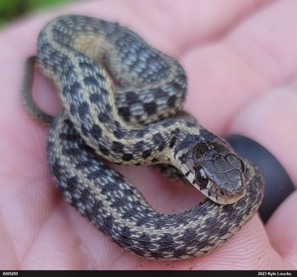 Eastern Gartersnake