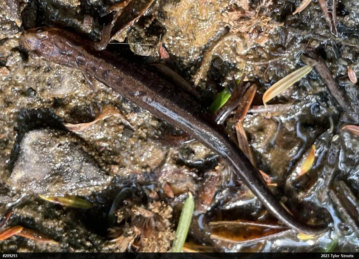 Allegheny Mountain Dusky Salamander
