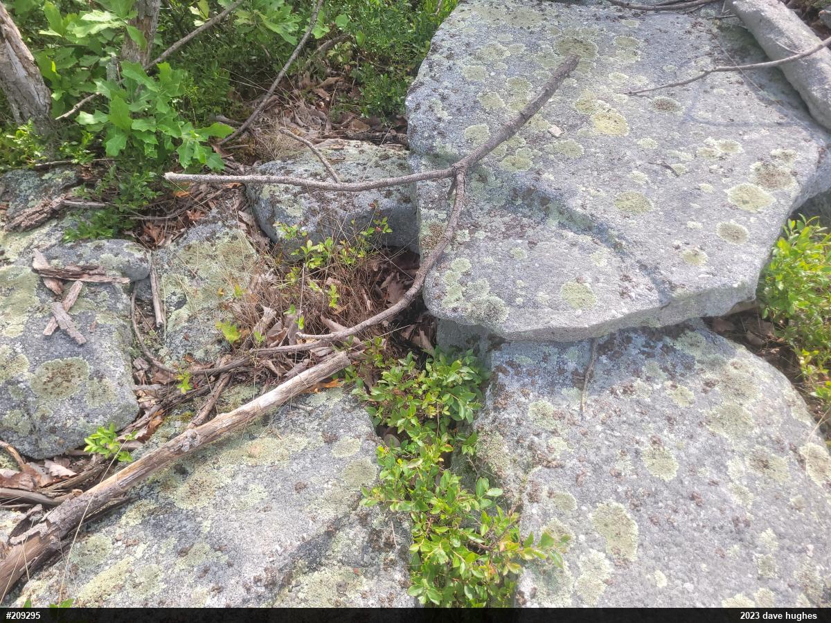 Timber Rattlesnake