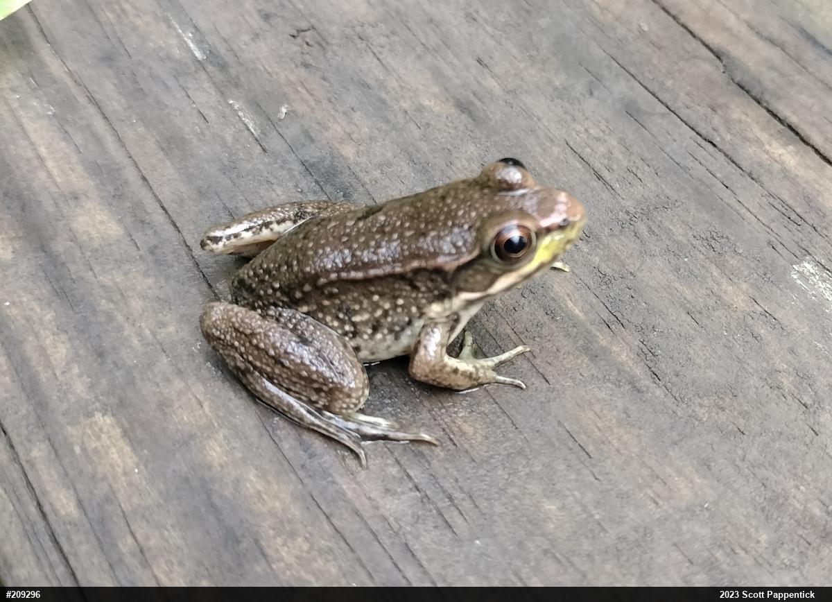Green Frog