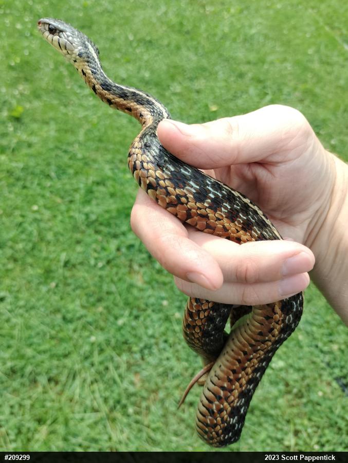 Eastern Gartersnake