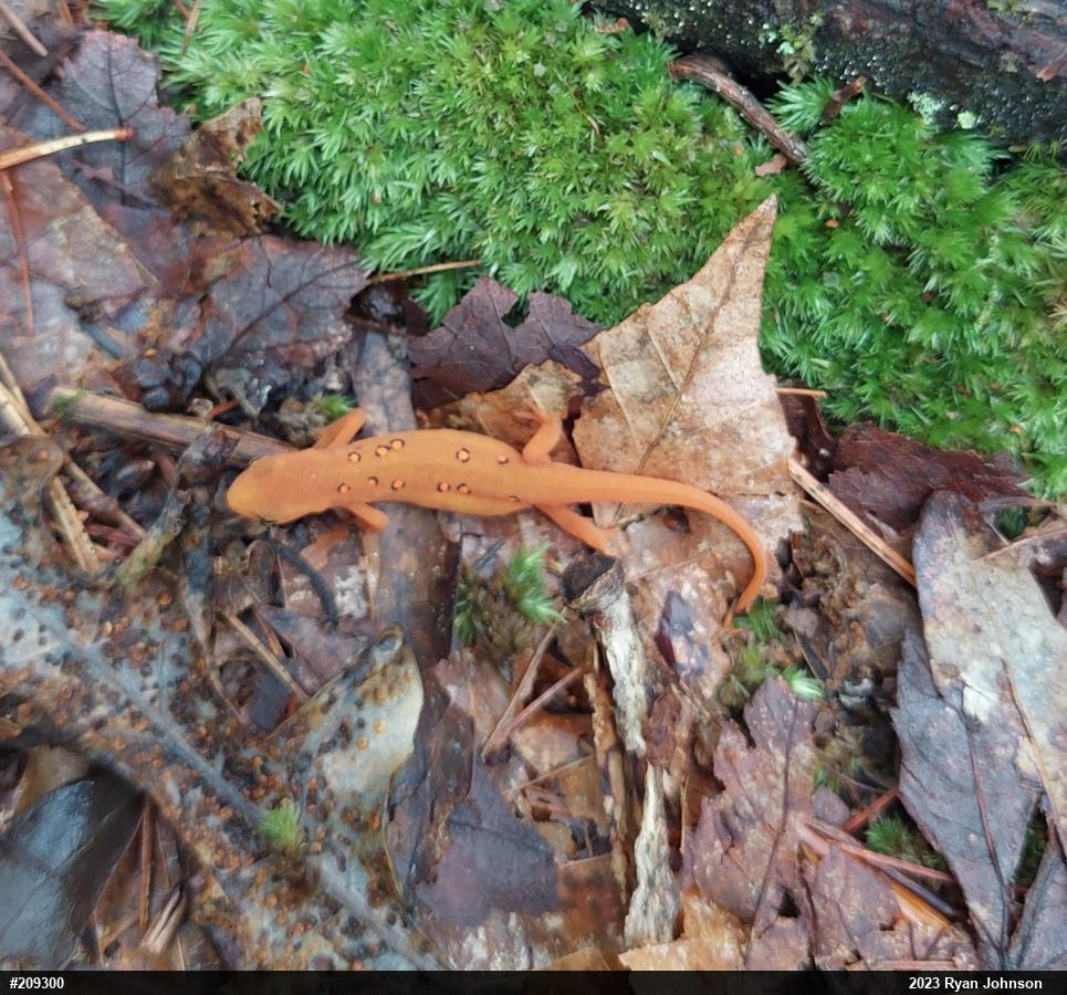 Red-spotted Newt