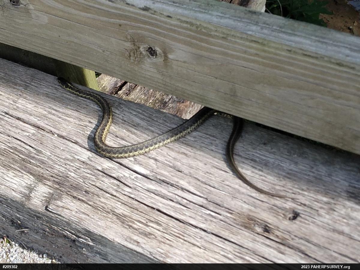 Eastern Gartersnake