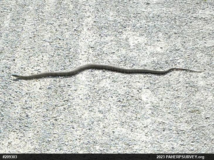 Northern Watersnake