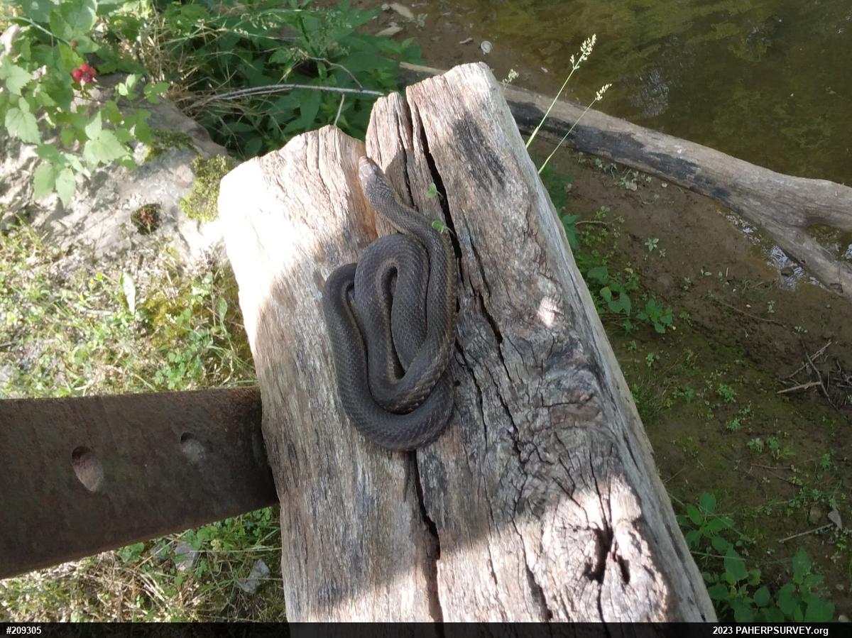 Eastern Gartersnake