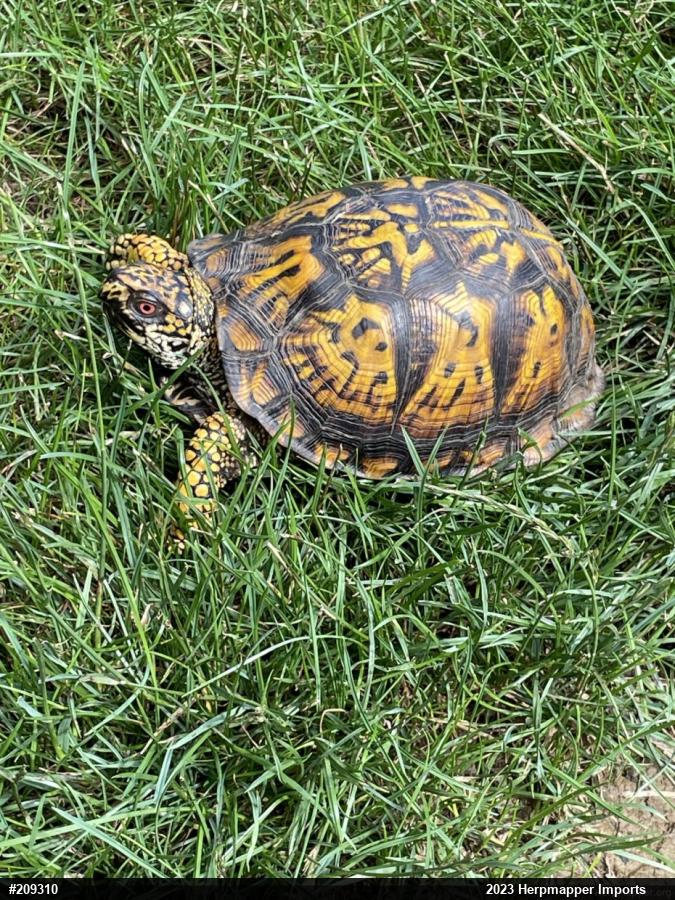 Eastern Box Turtle