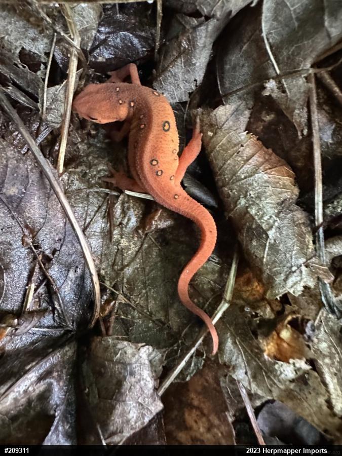 Red-spotted Newt