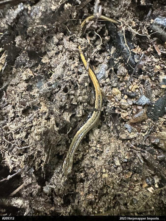 Northern Two-lined Salamander