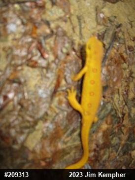 Red-spotted Newt