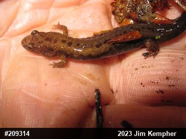 Allegheny Mountain Dusky Salamander