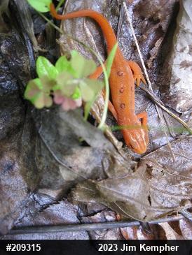 Red-spotted Newt
