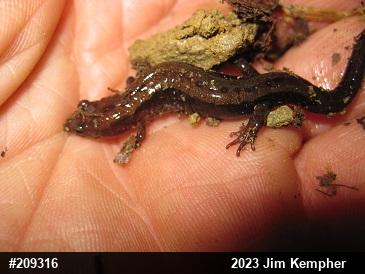 Allegheny Mountain Dusky Salamander