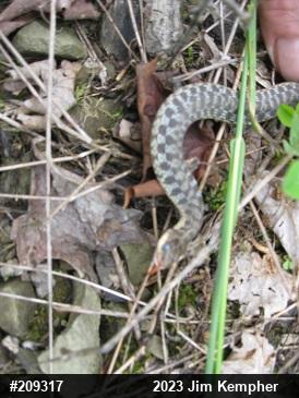 Eastern Gartersnake