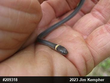Northern Ring-necked Snake