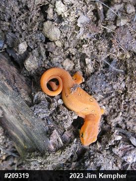 Red-spotted Newt