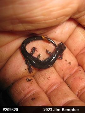 Wehrle's Salamander