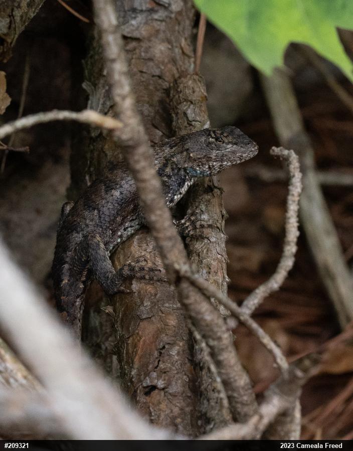 Eastern Fence Lizard