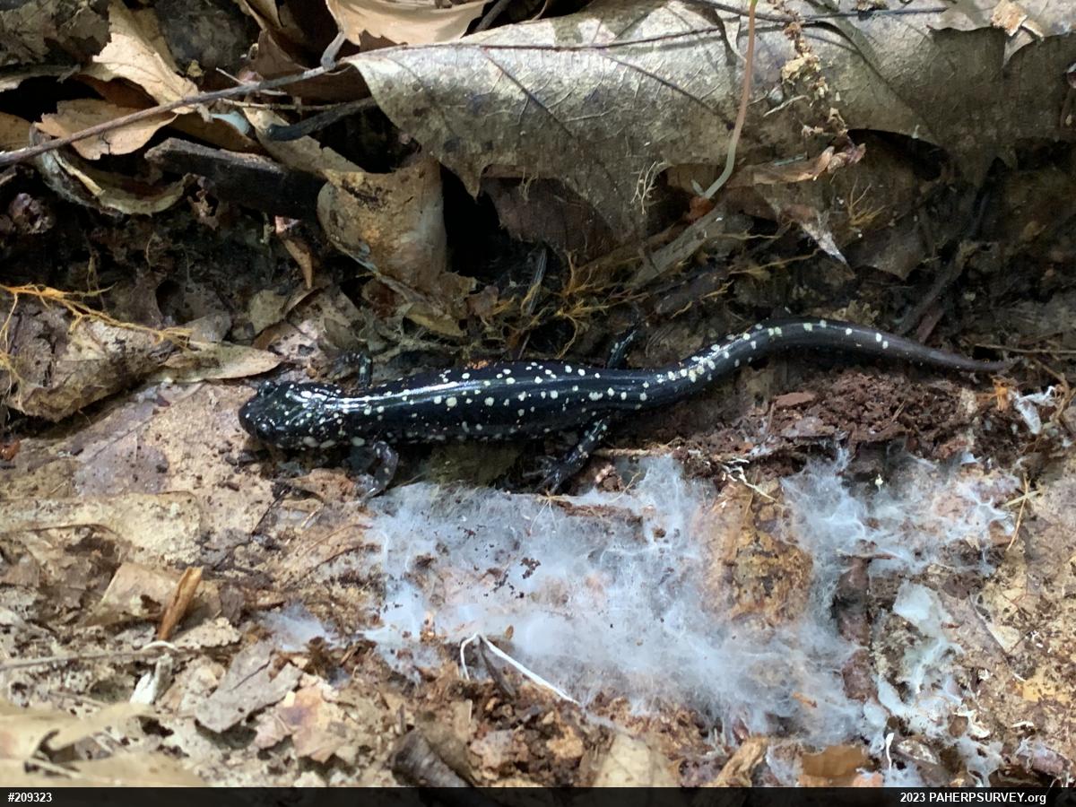 Northern Slimy Salamander