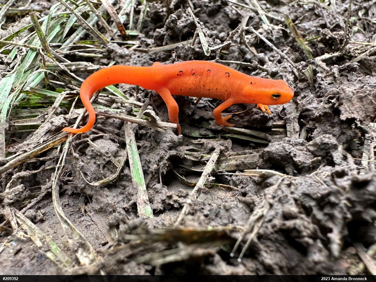 Red-spotted Newt