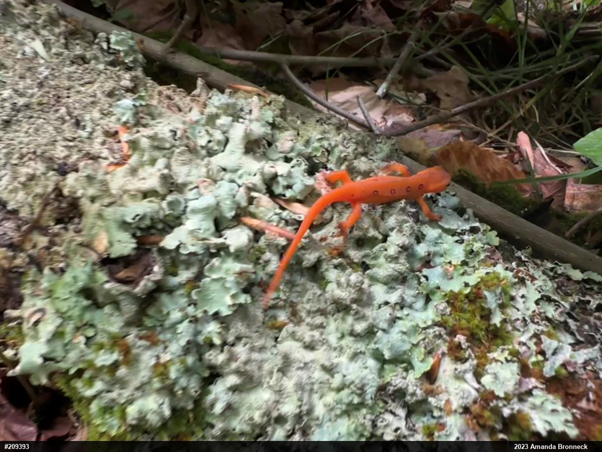 Red-spotted Newt