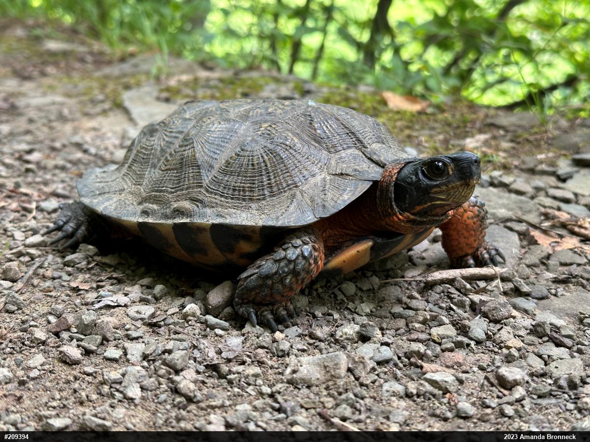 Wood Turtle
