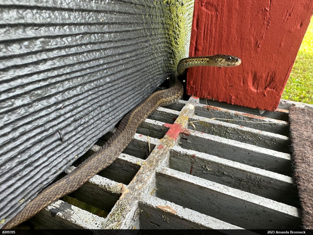 Eastern Gartersnake