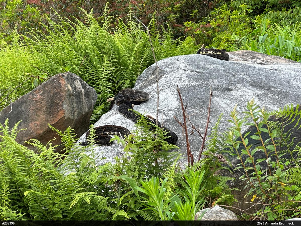 Timber Rattlesnake