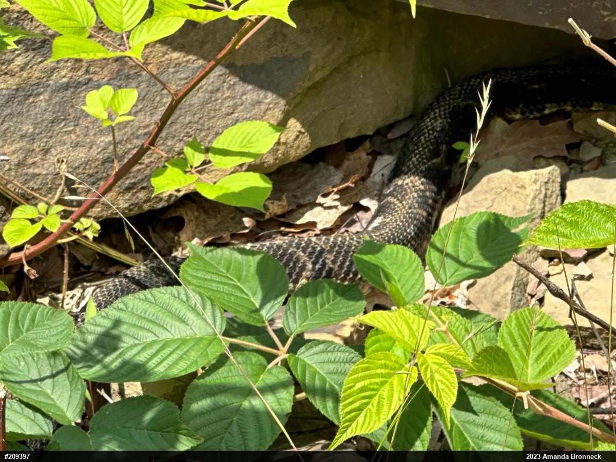 Timber Rattlesnake