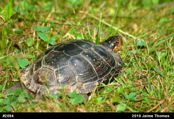 Spotted Turtle