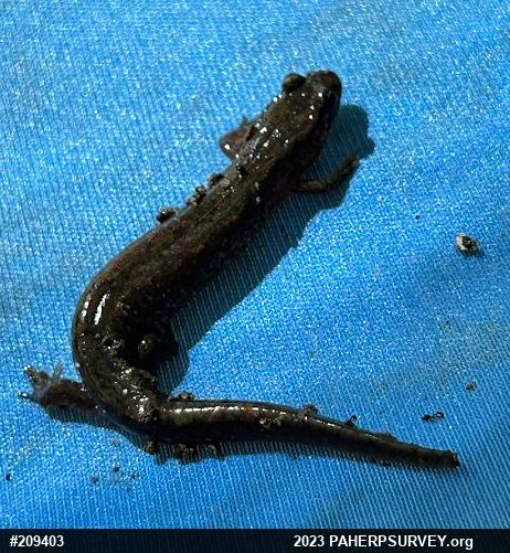 Northern Dusky Salamander