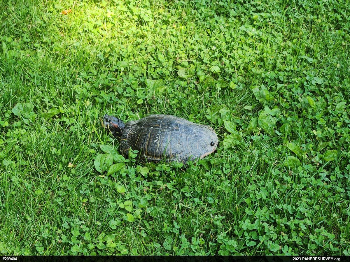 Red-eared Slider