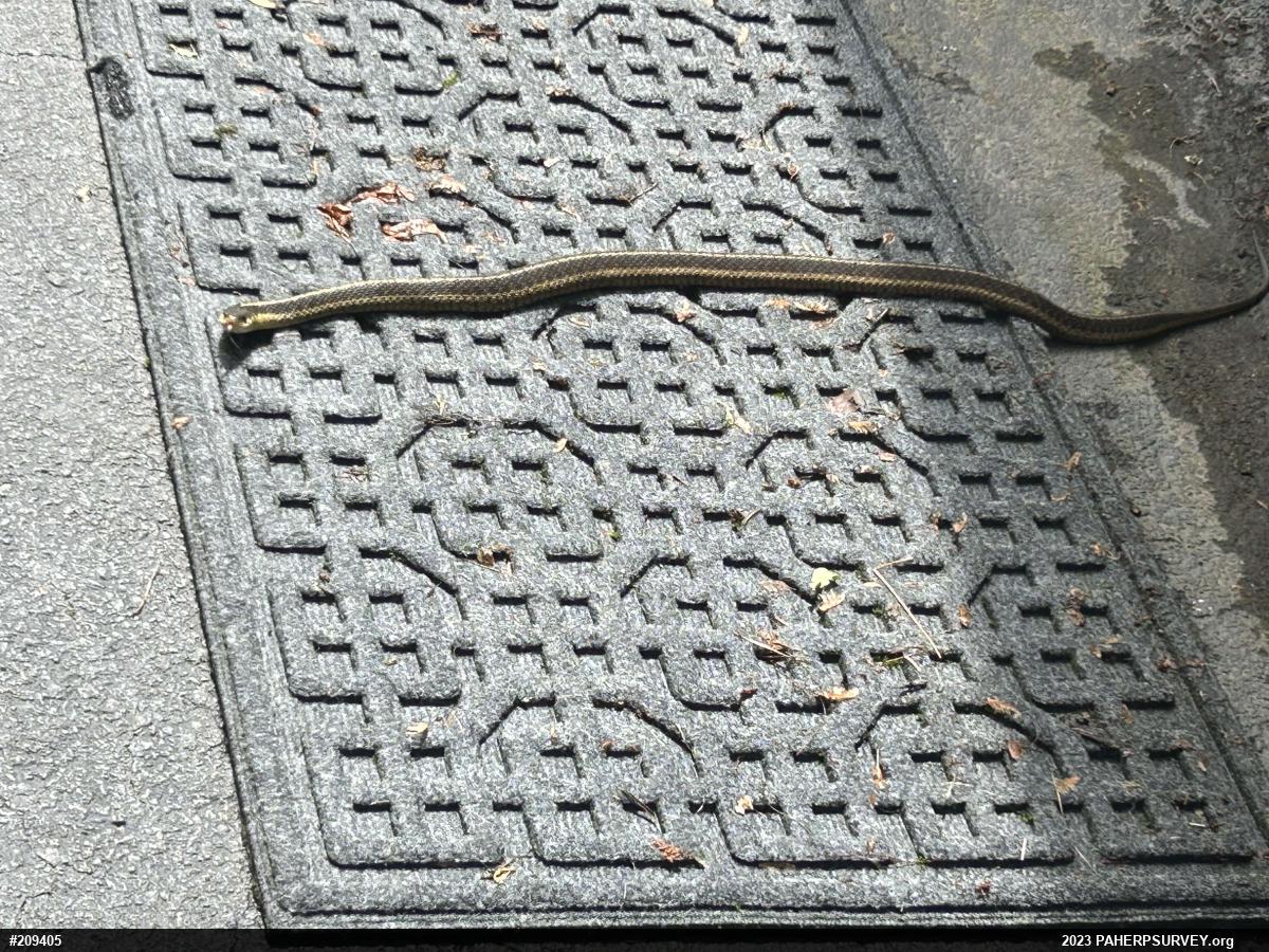 Eastern Gartersnake