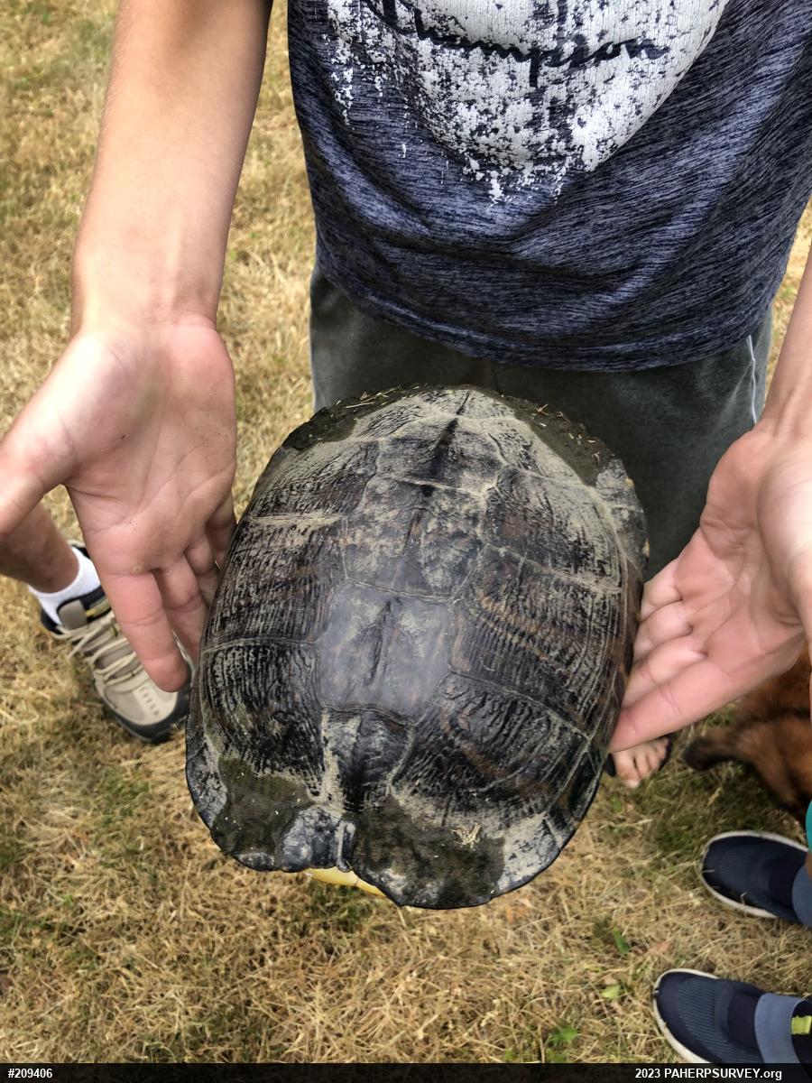 Yellow-bellied Slider
