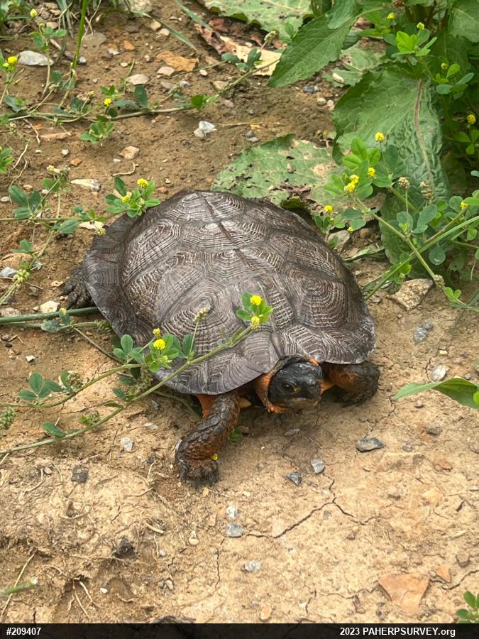 Wood Turtle