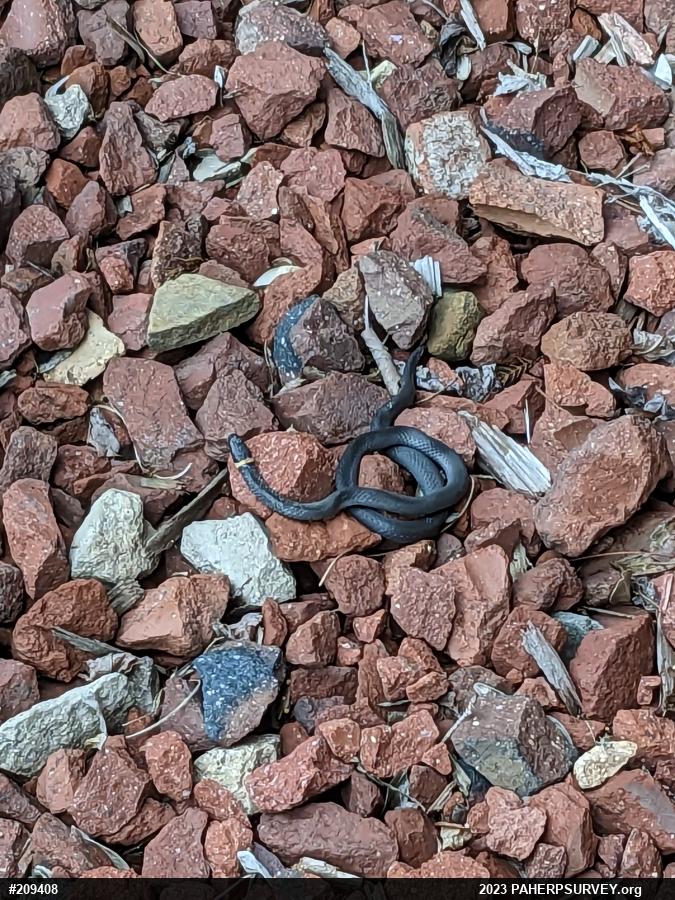 Northern Ring-necked Snake