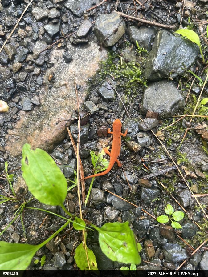 Red-spotted Newt