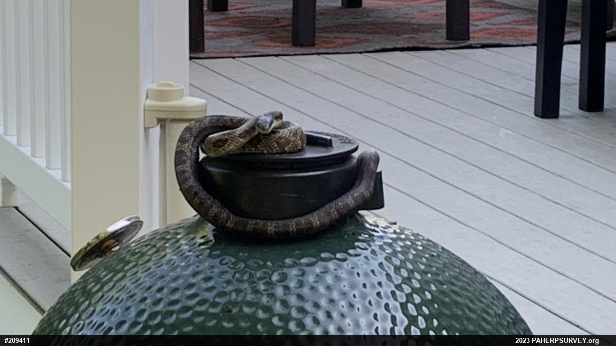 Eastern Ratsnake