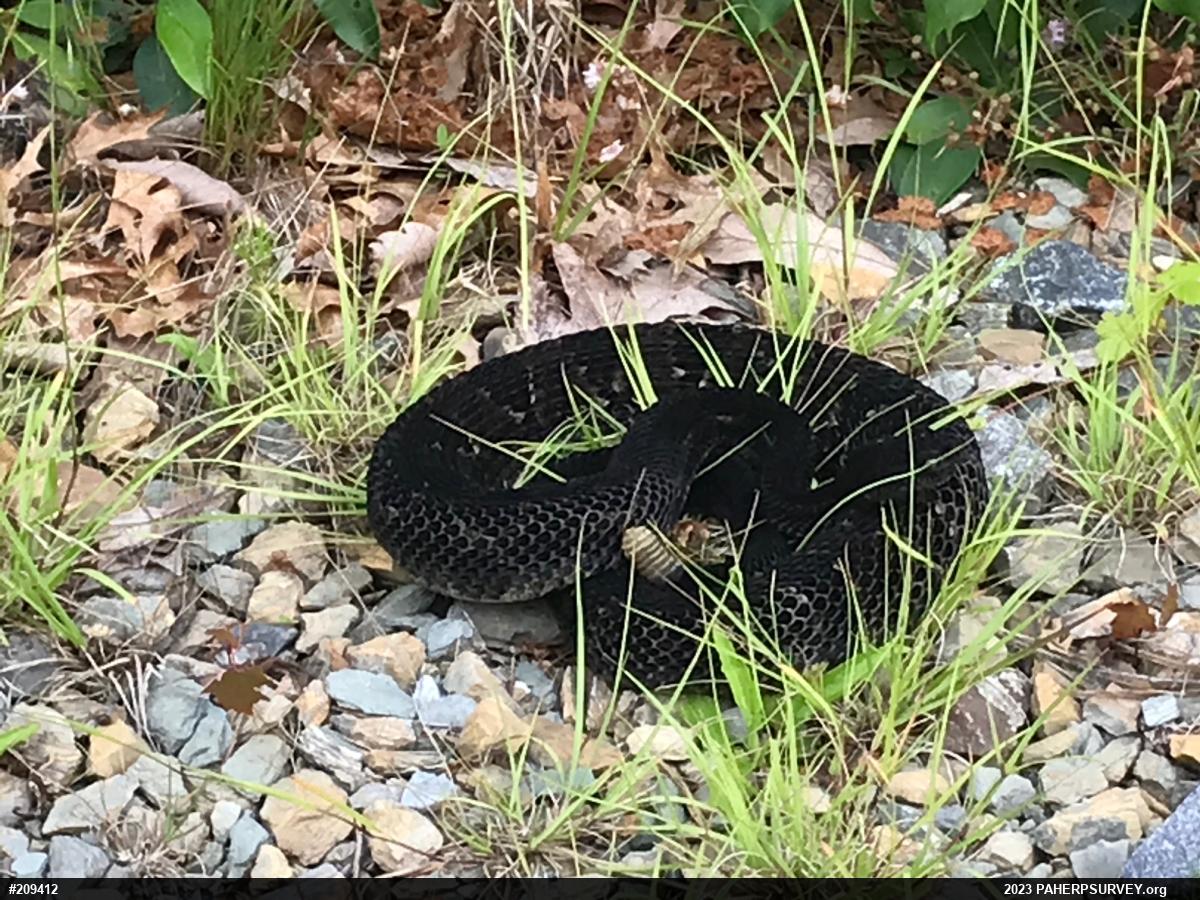 Timber Rattlesnake