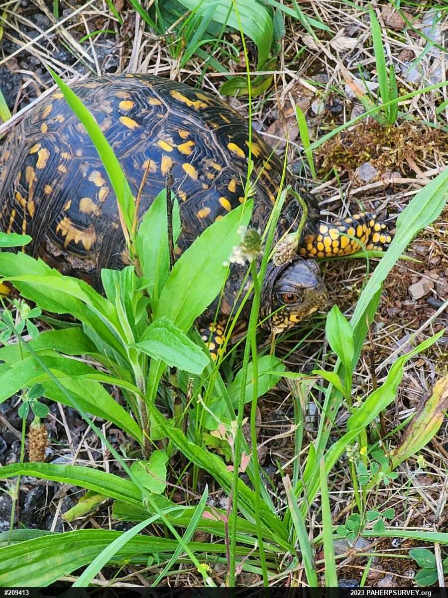 Eastern Box Turtle