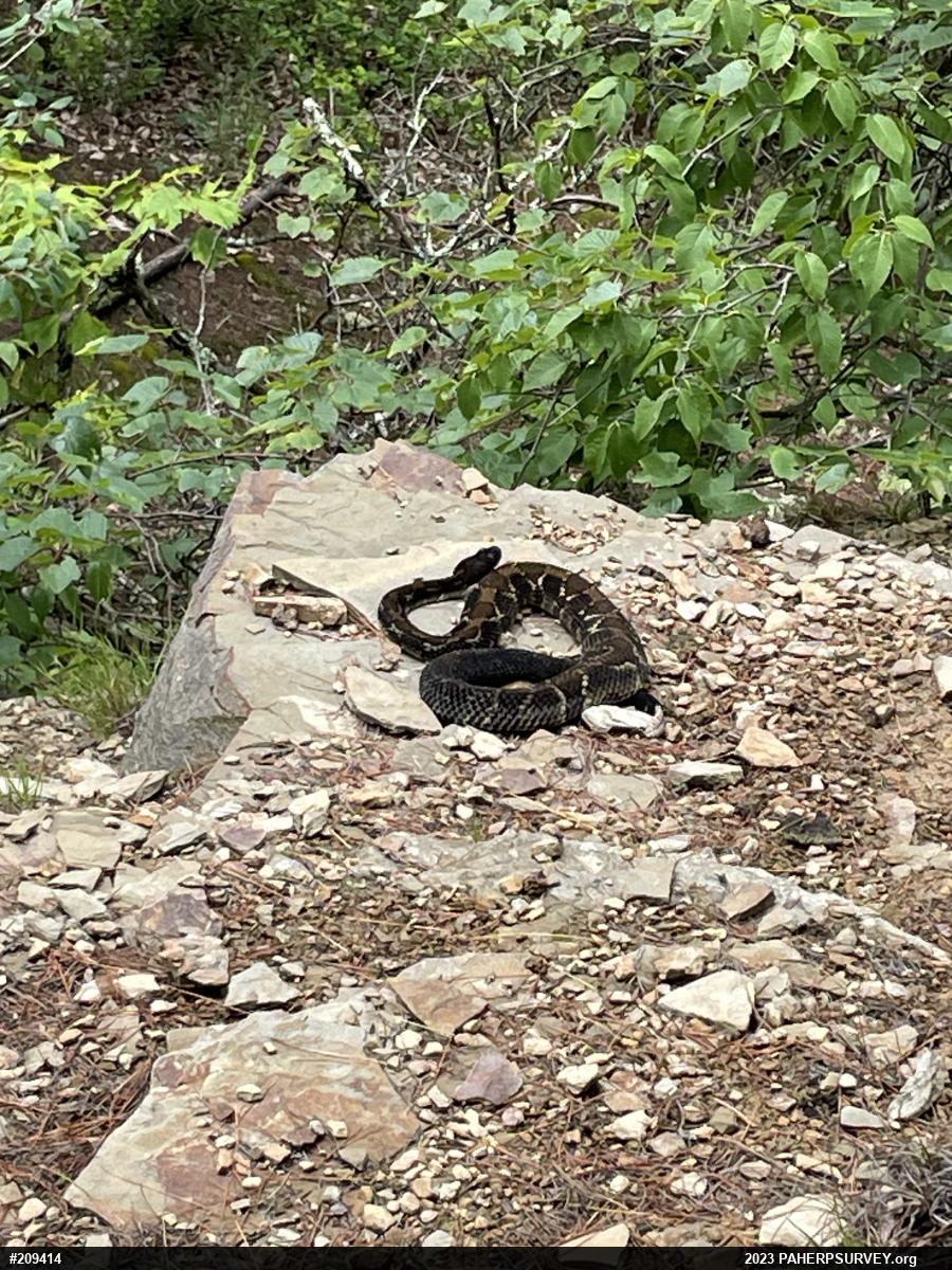 Timber Rattlesnake