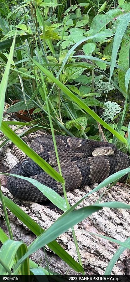 Timber Rattlesnake