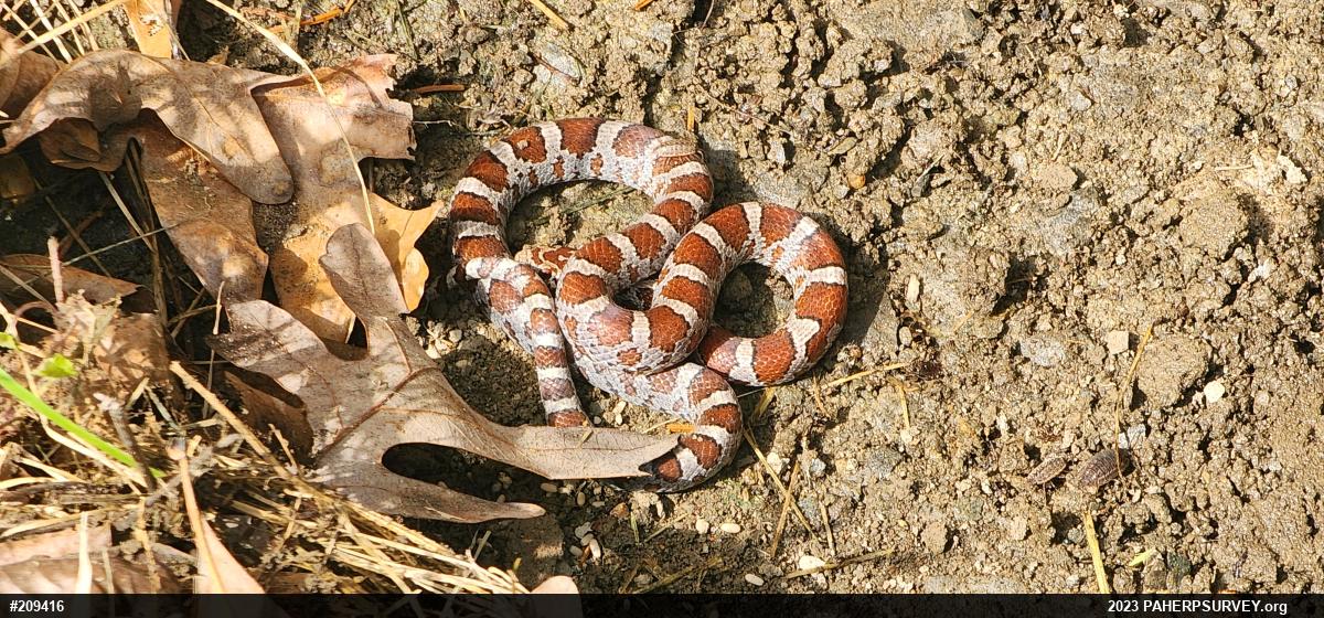 Eastern Milksnake