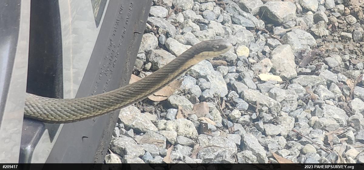 Queensnake